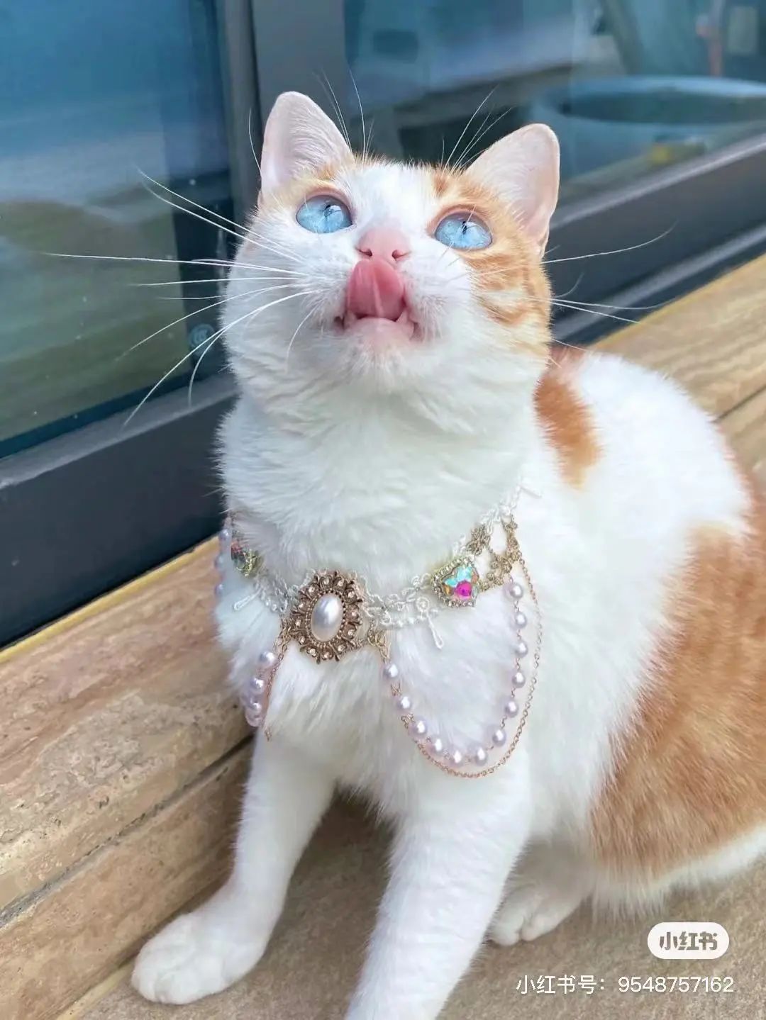 金发碧眼双眼皮!这猫我说一句“橘中最美”不过份吧?