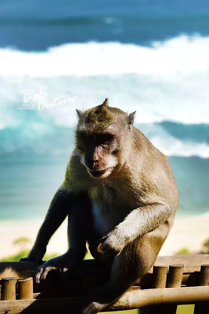 999玩转巴厘究竟嗨不嗨：香遇巴厘，南太平洋的风与海