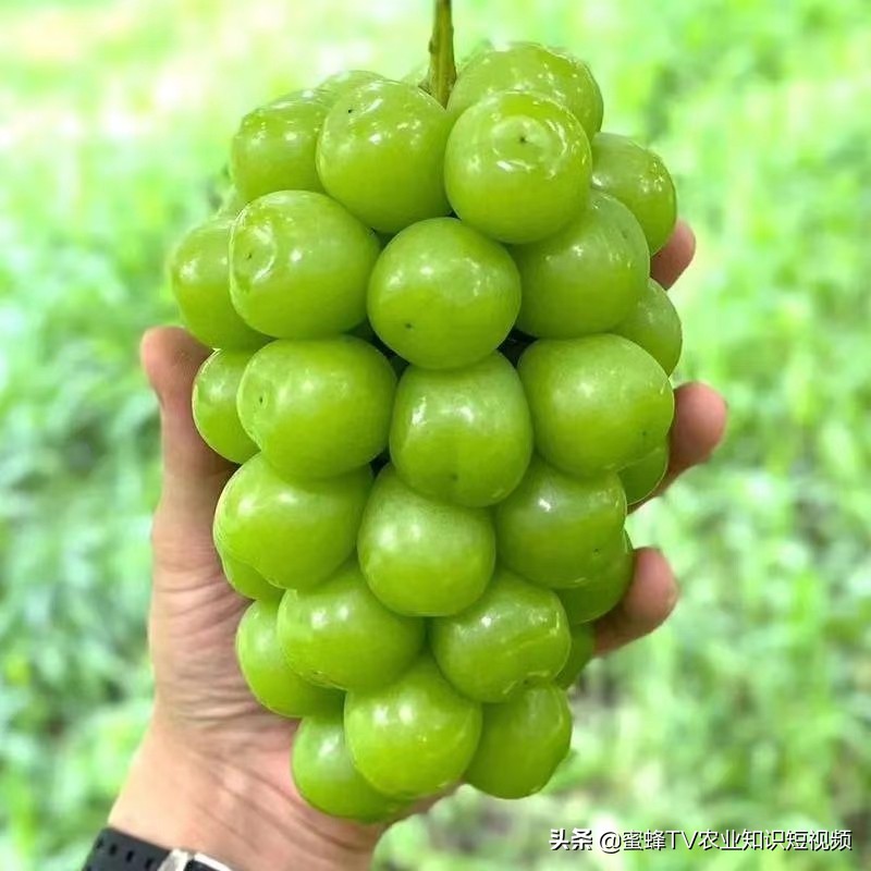 作物转色增甜期,如何管理才能着色均匀,果实甜,卖出好价钱?