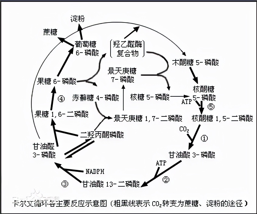 二氧化碳合成淀粉路径,从二氧化碳人工合成淀粉靠谱吗