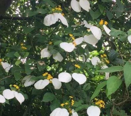 绿植绿油油的叶子,绿白相间叶子绿植