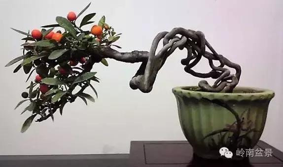 高桩金豆盆景大全,金豆双杆文人盆景欣赏