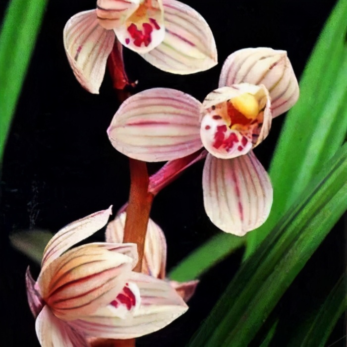 大理云龙县莲瓣兰,莲瓣兰滇西红缘