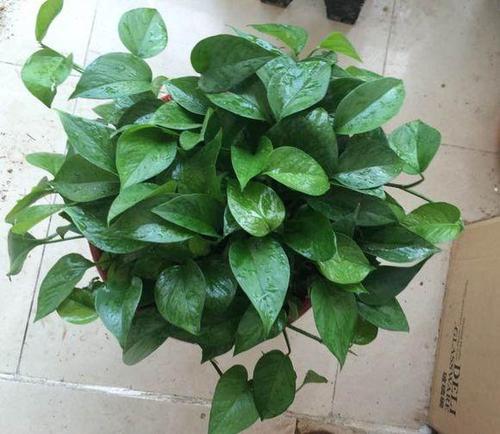 绿萝怎么养才能更旺盛无黄叶,绿萝怎么养长得又快又旺盛小妙招