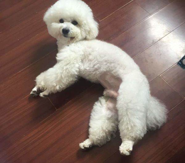 比熊犬这5部位碰不得,比熊身上有些地方的毛不是特别白