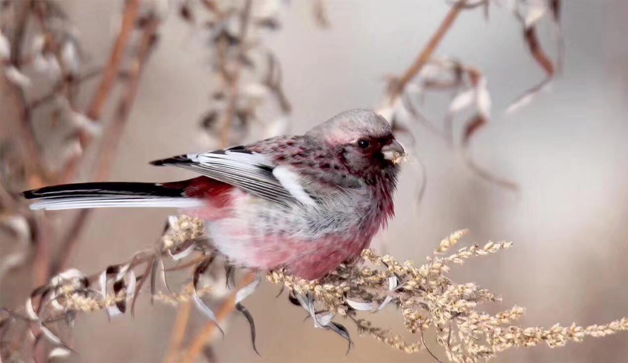 伊春市林区今昔对比,伊春六七十年代林区林场