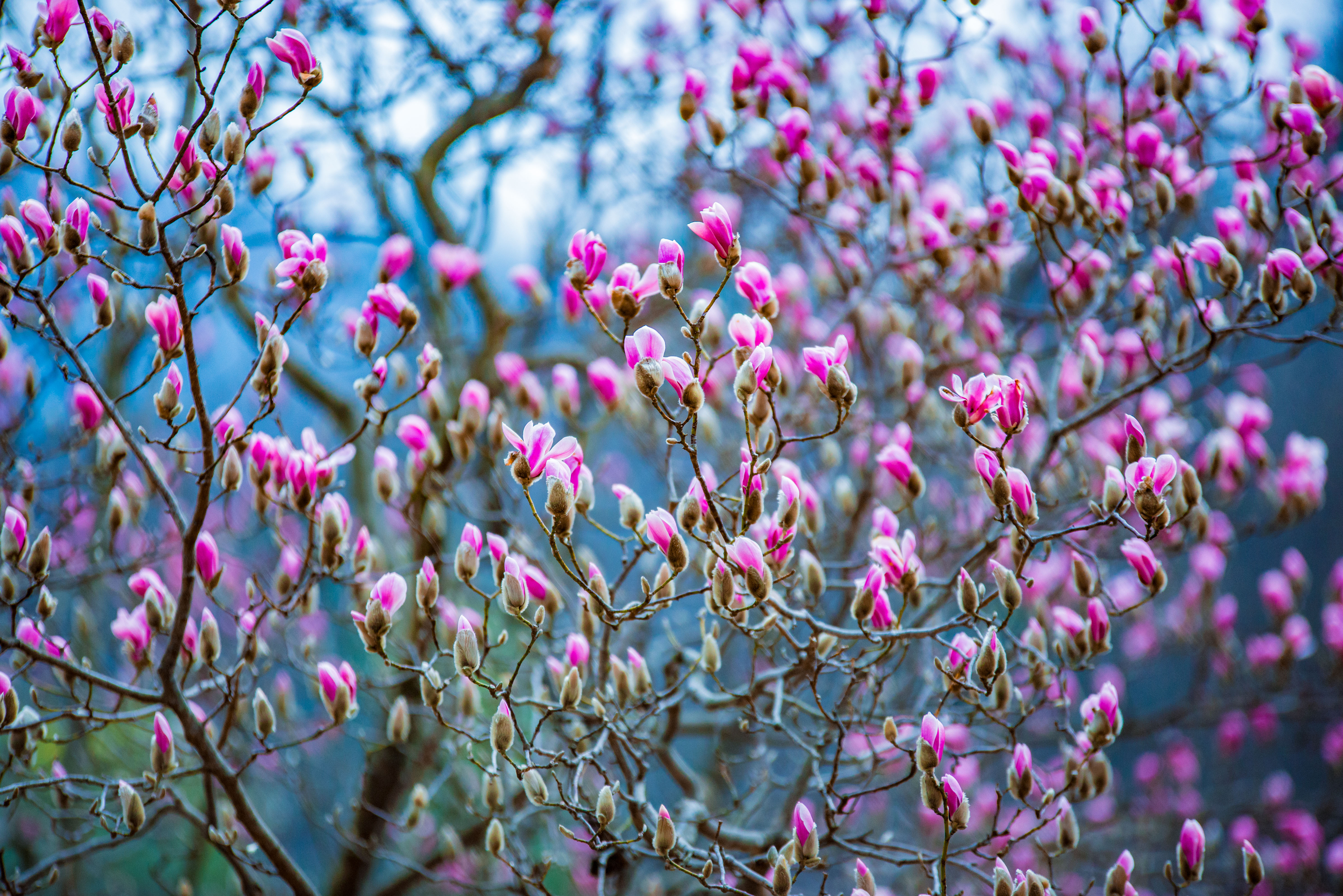 中国最大的野生玉兰,安徽天堂寨玉兰谷