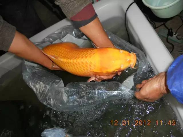 湖南最好的锦鲤养殖基地,湘潭锦鲤养殖