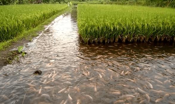 池塘生态系统特点及影响因素,池塘生态系统