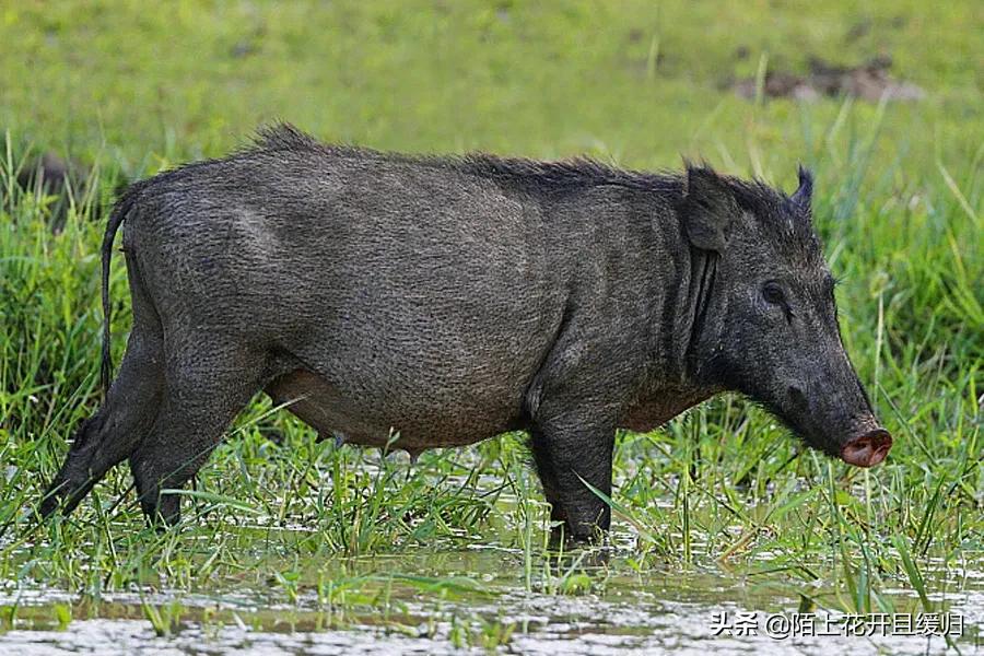 野猪下山拱地视频,野猪下山偷袭人