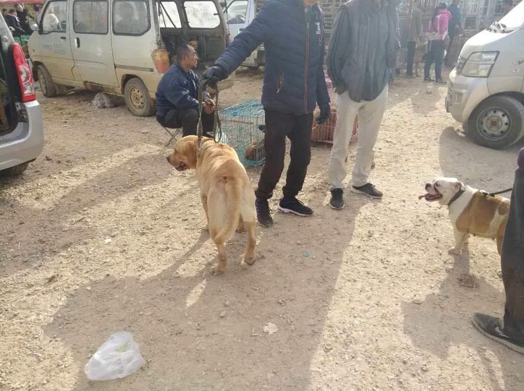 西安售卖拉布拉多犬多少钱一只,附近卖拉布拉多犬幼犬卖多少钱