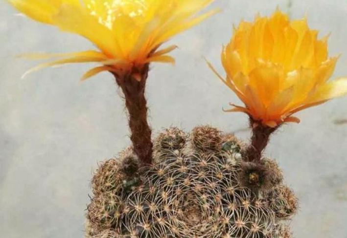 仙人球底部褶皱萎缩怎么办？摸清3种原因，对症解决忒简单