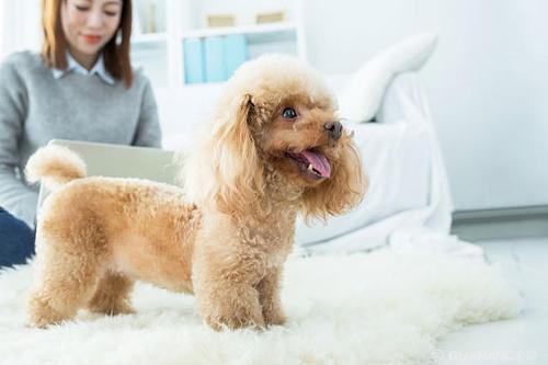 狗狗犯错了哪几个部位不能打,狗狗出现哪些行为必须要揍