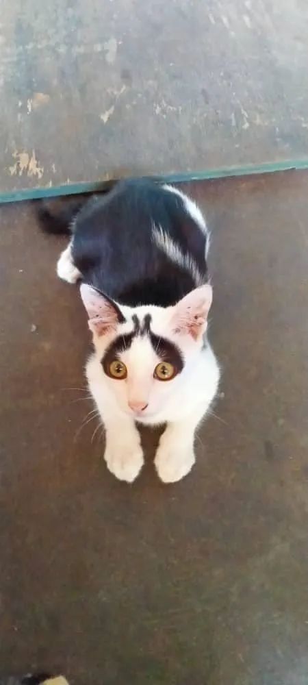 白猫头上一撮黑毛而且很凶,当猫戴上了金箍