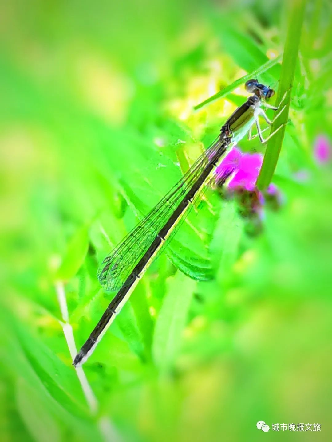 城晚拍拍丨飞鸟过帆影
