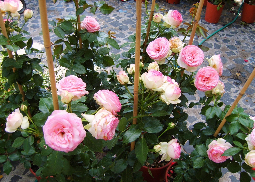 适合9月份养的绿植,四季最好养的10种花