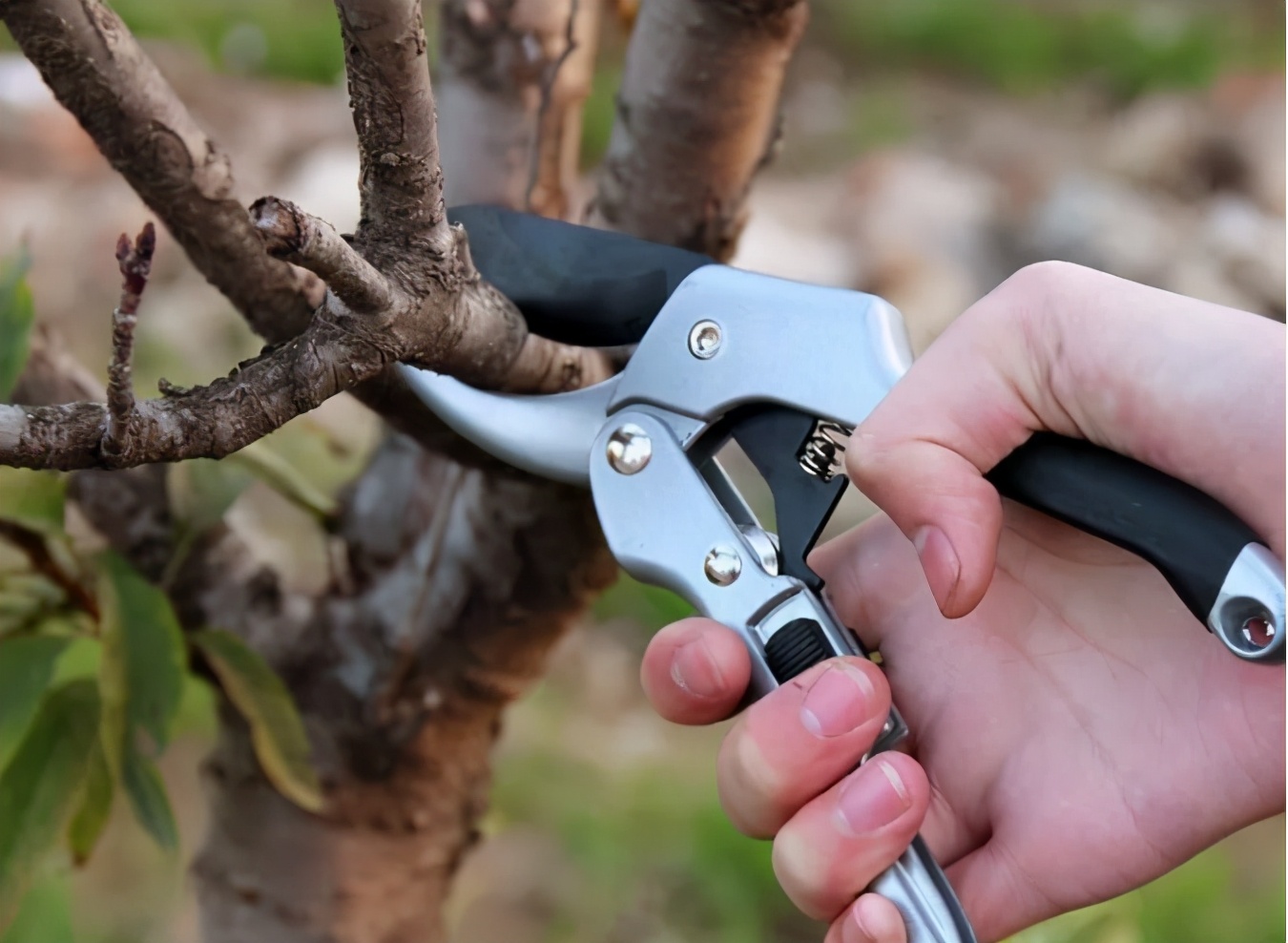 四月份园林植物病虫害防治,五月份园林病虫害防治科普百科