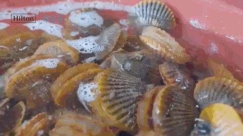 海口希尔顿酒店海鲜自助餐费用 (希尔顿海岛度假放松)