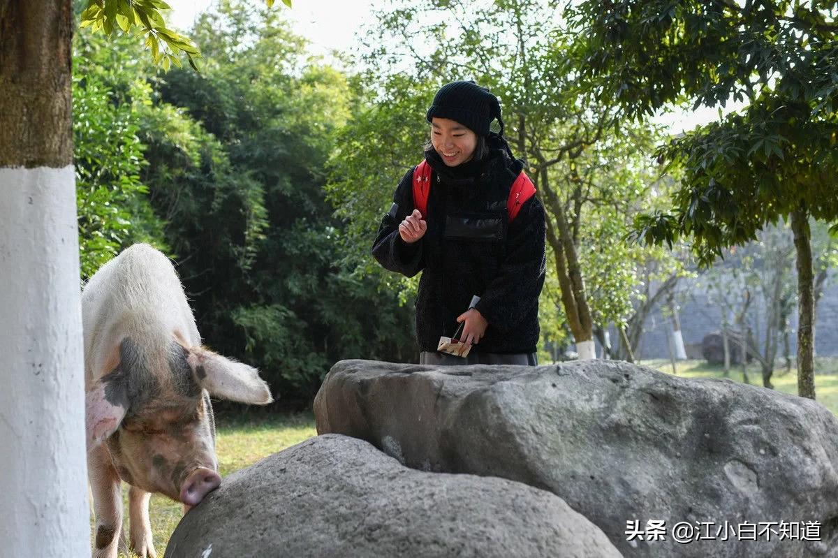 汶川地震猪坚强是个小猪还是大猪,汶川地震未死的猪今年几岁了