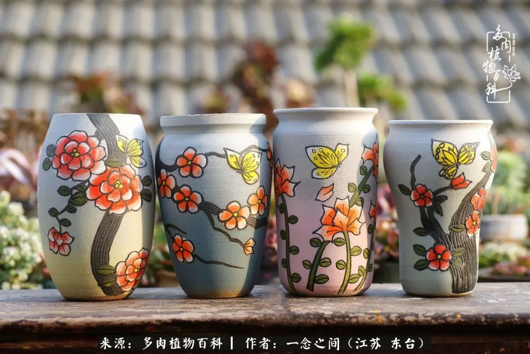 对多肉植物的爱心寄语,赏兰花感言