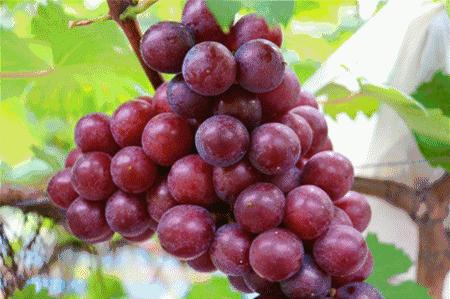 100种葡萄品种大全,12种热门葡萄