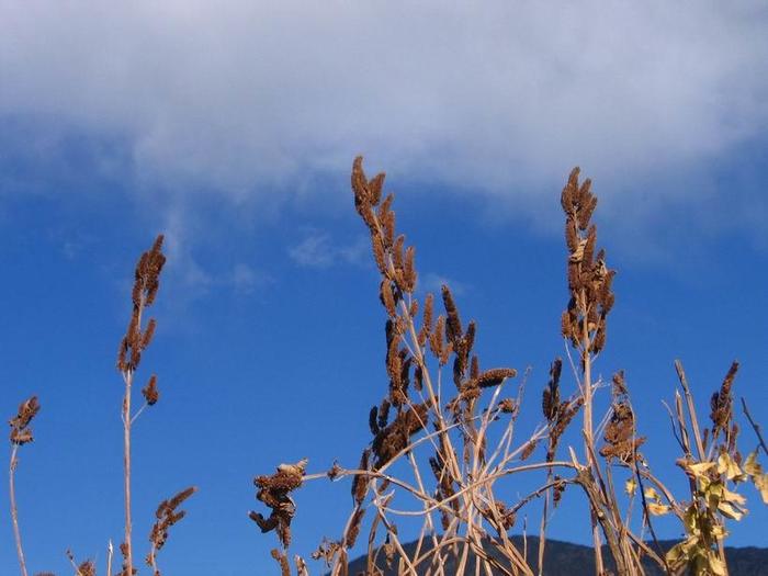 时不时,就会想起丽江(5):“嗨,不认识我了么?”