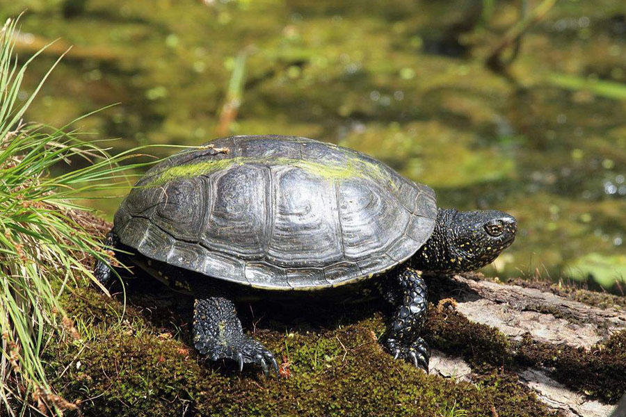 别让好心办坏事,别让好心办了坏事议论文