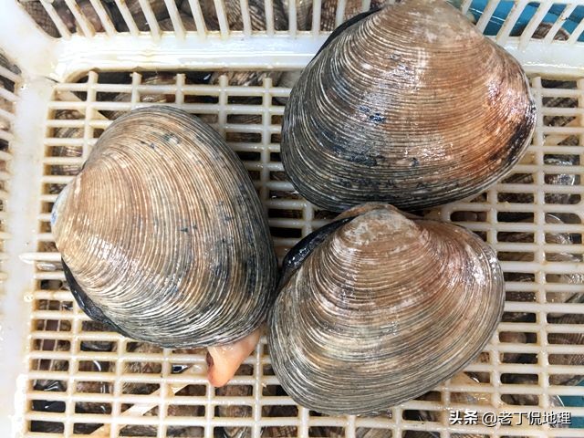 中国海鲜地图,中国海鲜最多地区