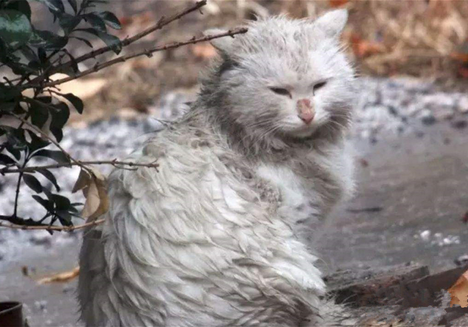 辟谣，剪流浪猫耳朵的都是坏人？需知这也是一种保护方式