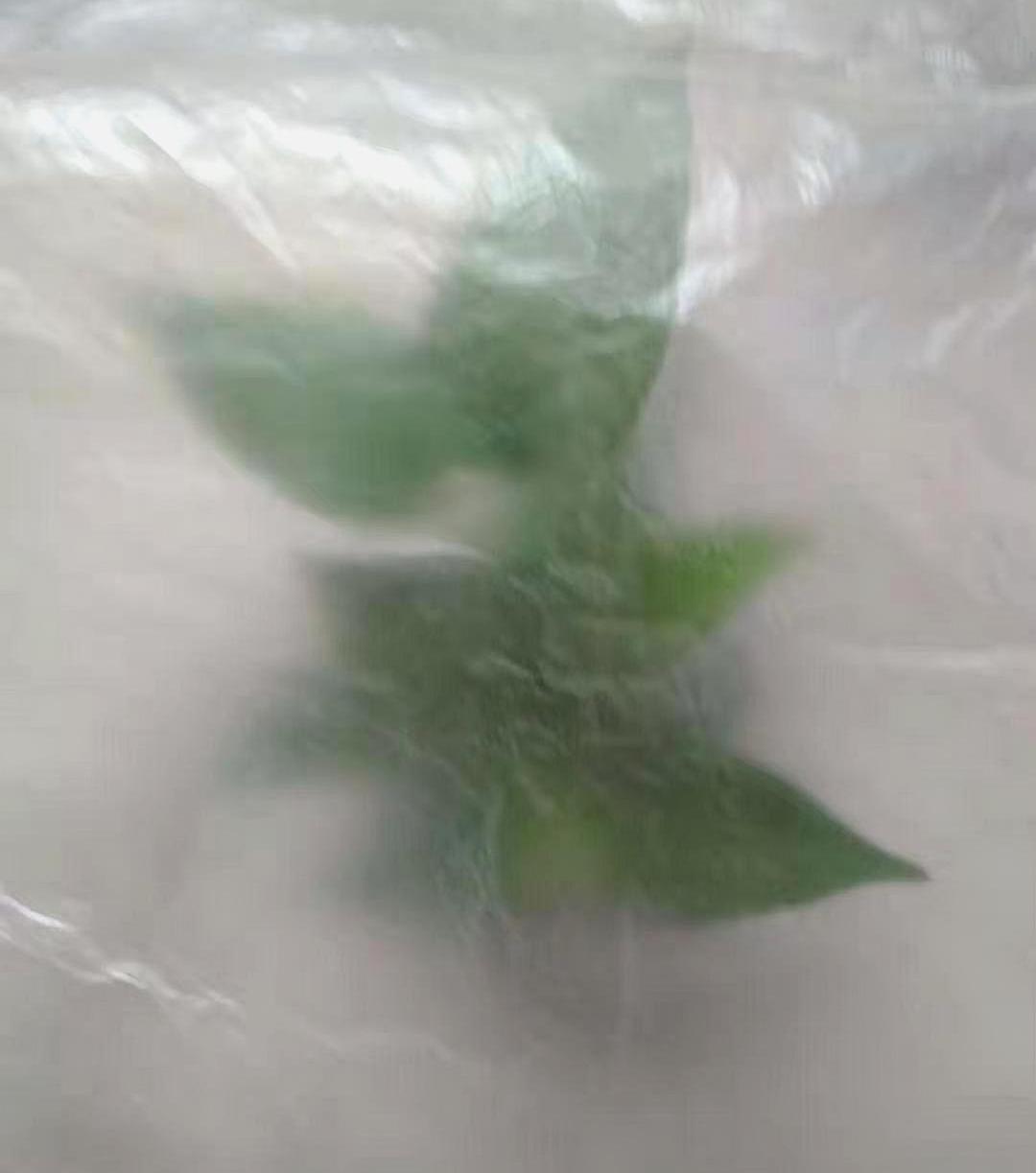 君子兰叶片轻微冻伤还能恢复吗,君子兰冻伤了叶子全冻坏了怎么办