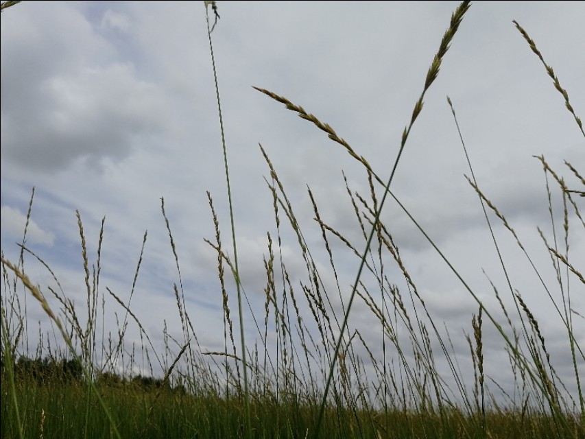 内蒙古通辽市扎鲁特旗大草原,通辽市阿古拉湿地公园