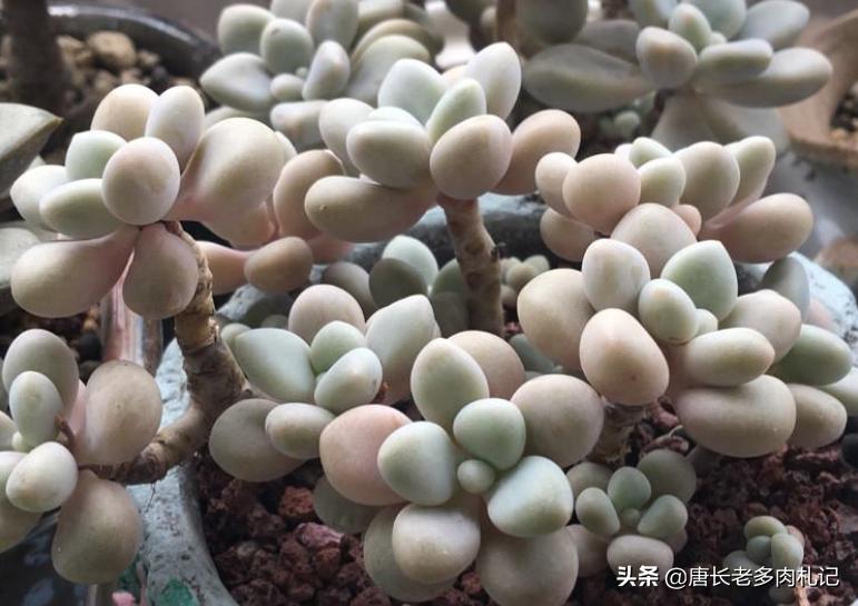 多肉艾伦长侧芽需要砍头吗,多肉中心长花箭怎么处理