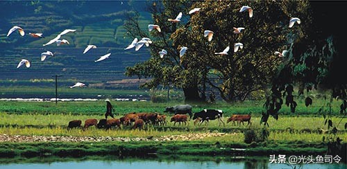 有柴油味的鱼怎么回事,有柴油的鱼可以吃吗