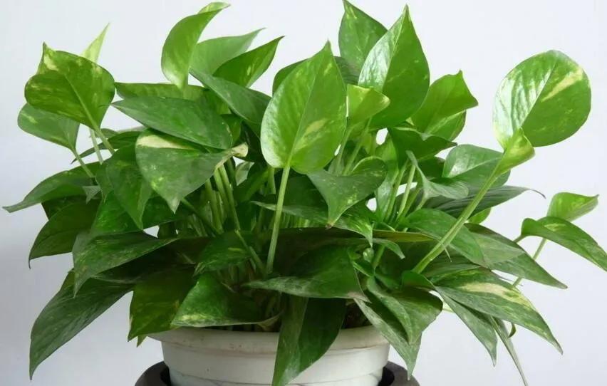 绿萝柱的养殖方法和注意事项,绿萝柱的养殖方法和注意事项视频