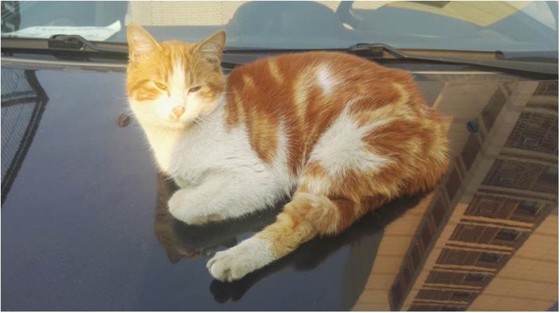 人类的体温变化，可能促使喵星人占领地球