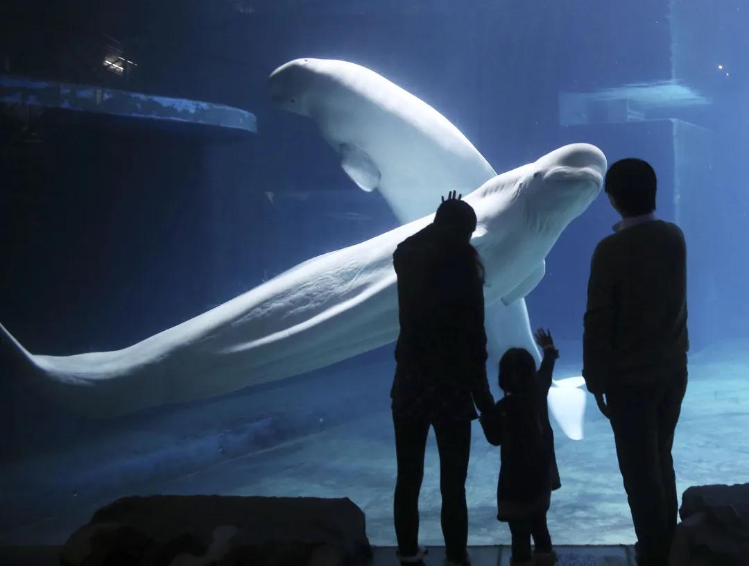北京海洋馆开放时间表,北京海洋馆明天营业吗