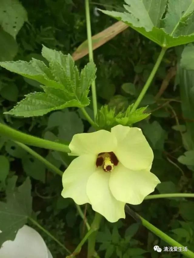 秋葵的种植技巧,水果秋葵的种植