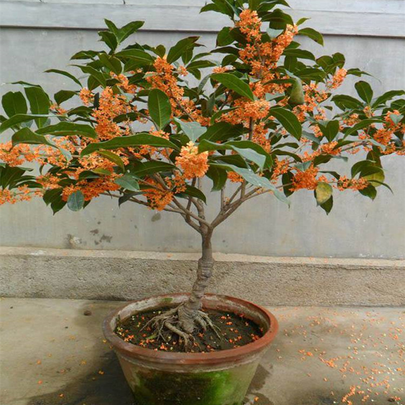 人养花花养人下句,什么花好养活又好看还可以吃的