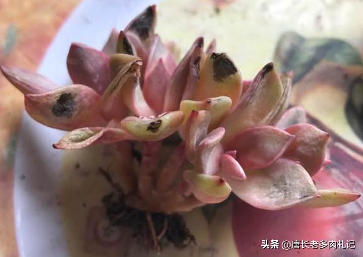 多肉叶片上有疤,多肉叶片有疤是怎么回事