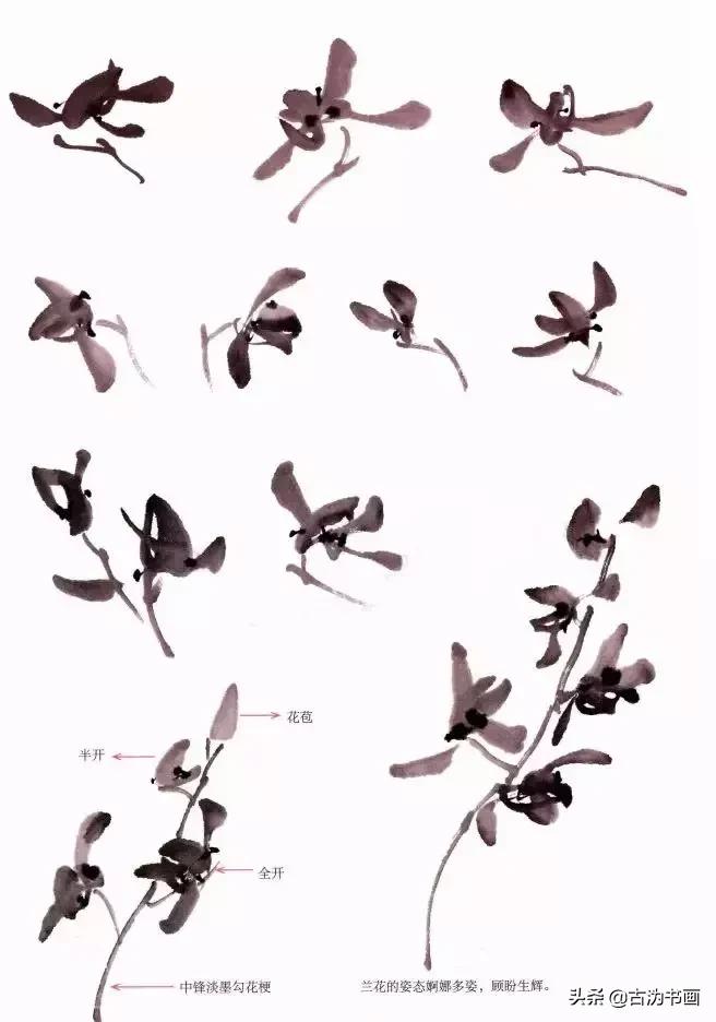 徐湛国画兰花技法教学,国画兰花入门技法