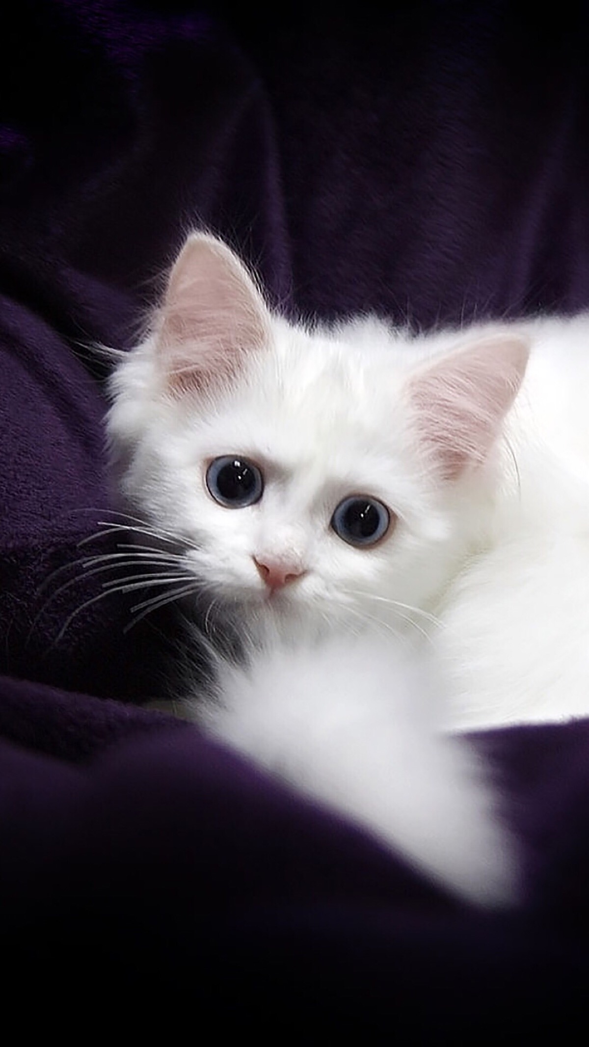 五千块钱买猫,五千块的猫咪