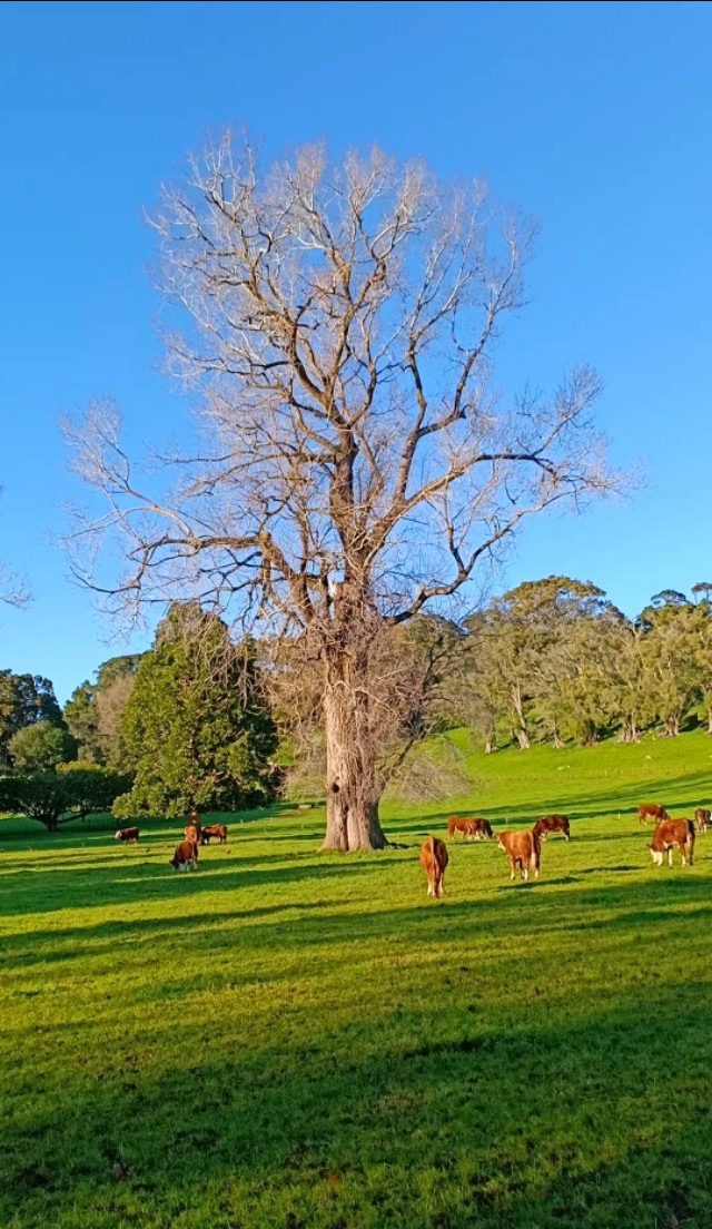 一树山,我的精神家园