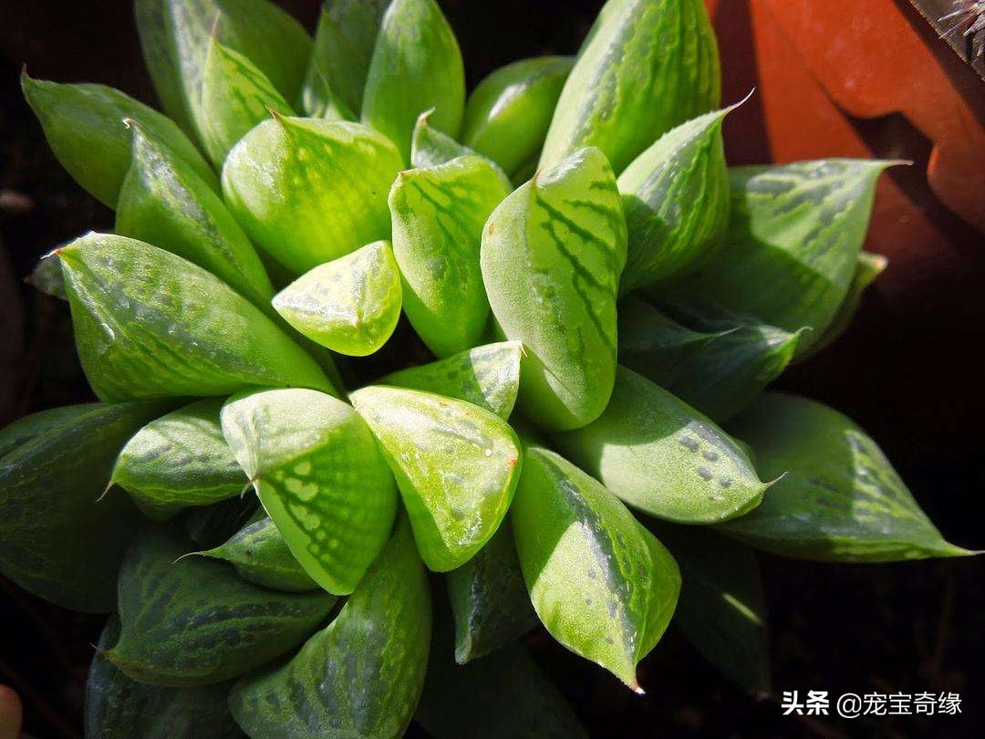 铲屎官必须要知道的猫咪常见疾病,铲屎官对猫有什么危害