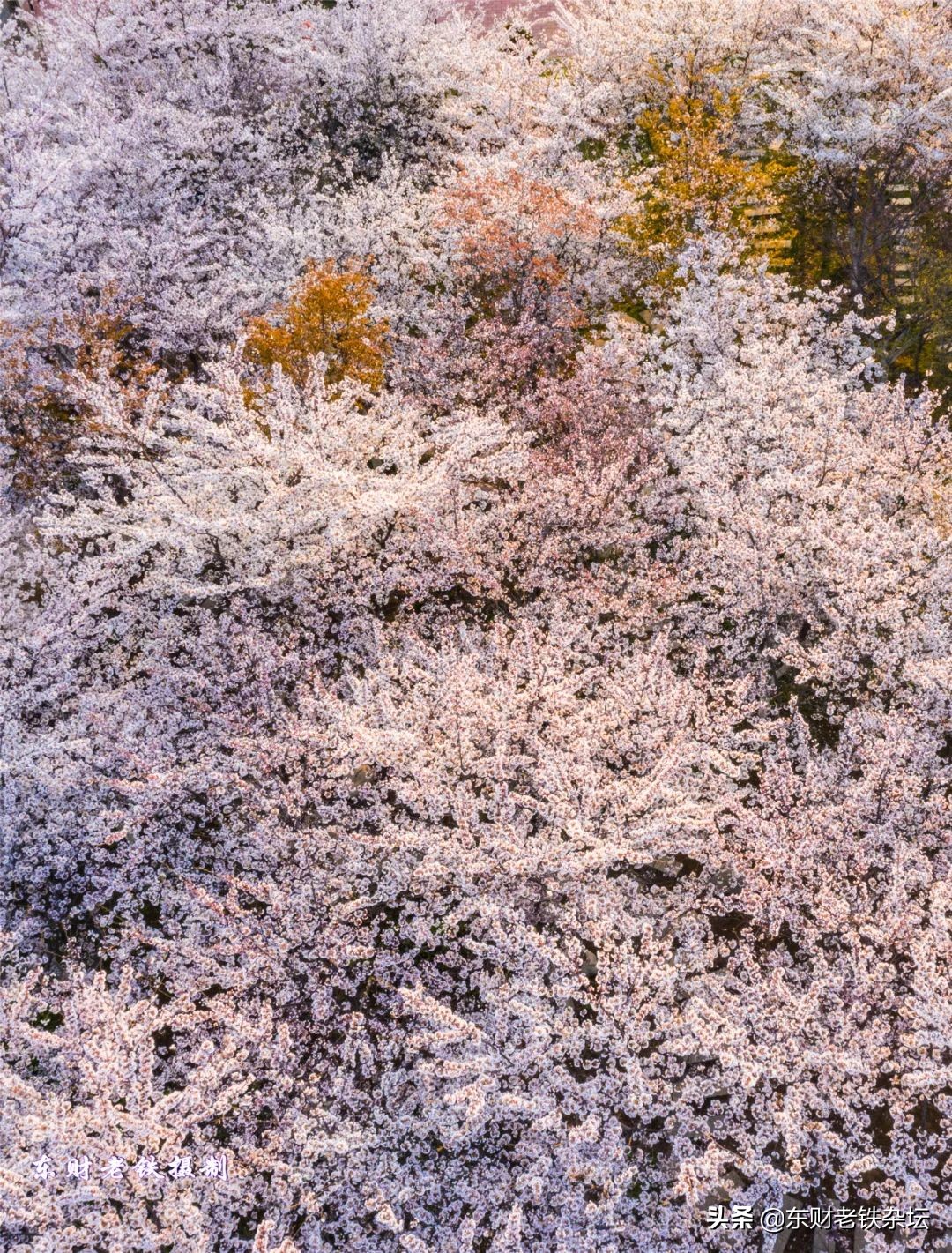 网红美景,网红一棵树樱花园