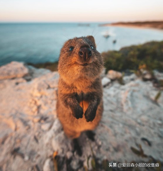 为什么我们会微笑?10个关于微笑袋鼠的萌萌秘密