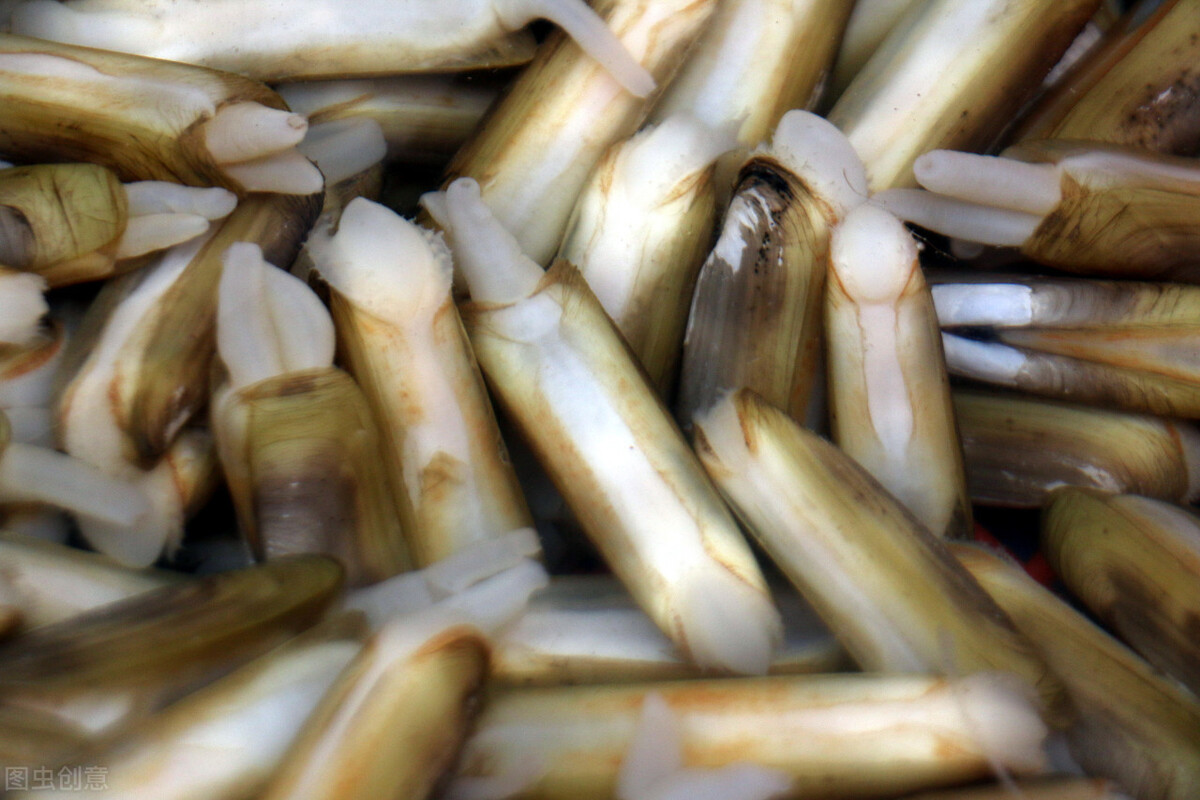 海鲜蛏子如何快速去沙,大批量蛏子怎么去沙