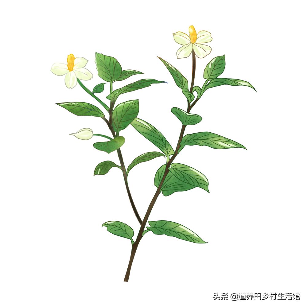 折耳根不好吃,折耳根不新鲜