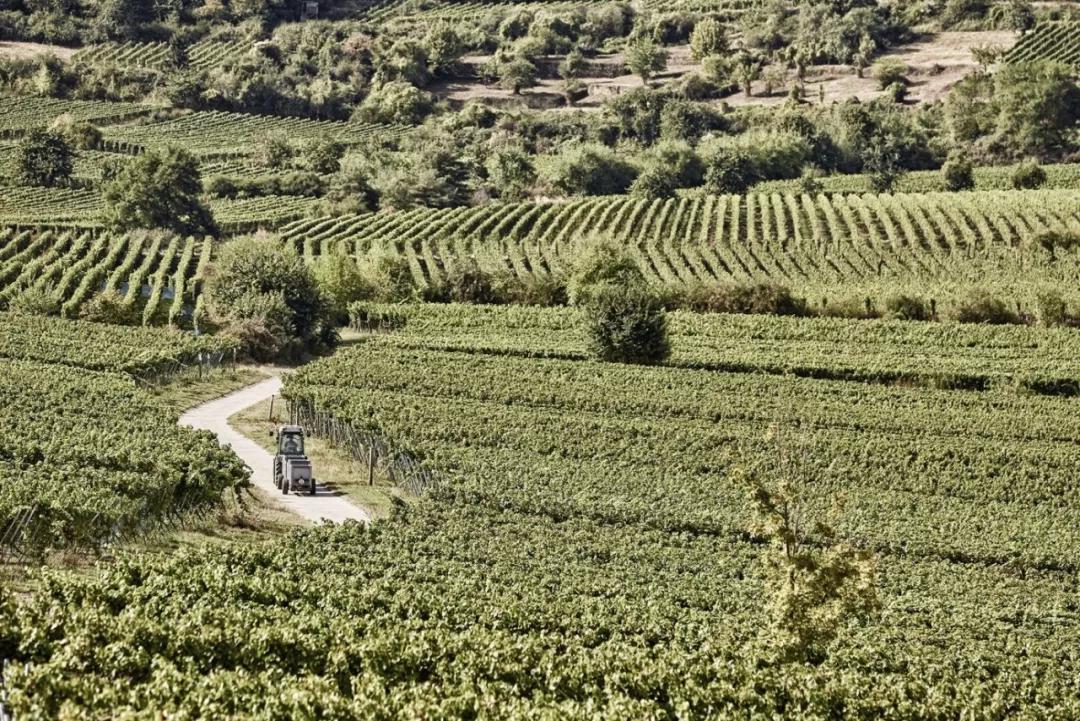 德国葡萄酒庄园,德国葡萄酒品种介绍