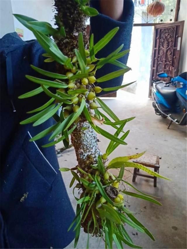 很少人知晓的“石豆花”，做成盆景后，确实会令你眼前一亮，创意