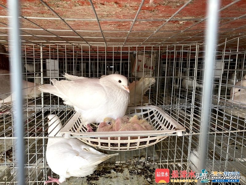 养殖鸽子带动全村经济,小鸽子铺就致富路